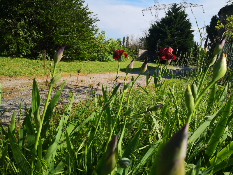 printemps antre des vices